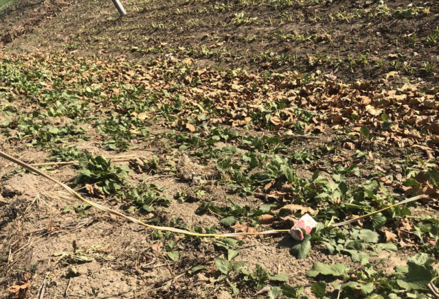 河南鄢陵县陶城镇:供电所管理混乱地爬线 裸露线 遍地开花。