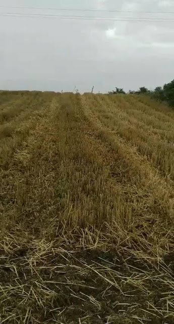 庄稼被盗收2 庄稼被盗收2