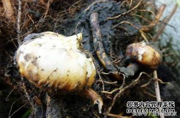 春天这一物,不吃太亏,能治百病!