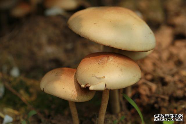 黄磊老师吃了这个导致中毒,劝大家这几种常吃食物还是不要碰了