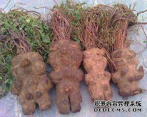 让头发茂密乌黑的好药材,单用就能补肝肾、益精血、乌须发